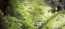 Bright green fern leaves